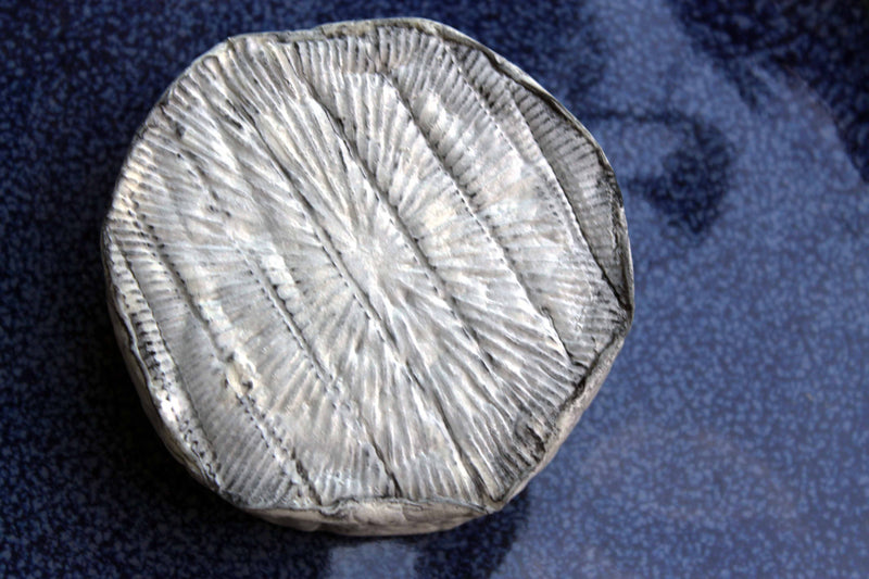 MouCo Ashley cheese with its dark ash-dusted rind and creamy center, shown against a bold blue background.