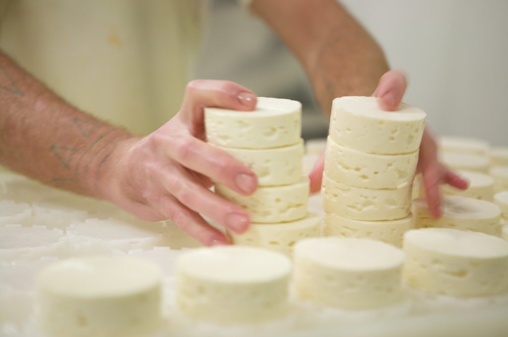 Cheese Ripening: A MouCo cheesemaker racks fresh rounds—stacking the future, one soft wheel at a time.