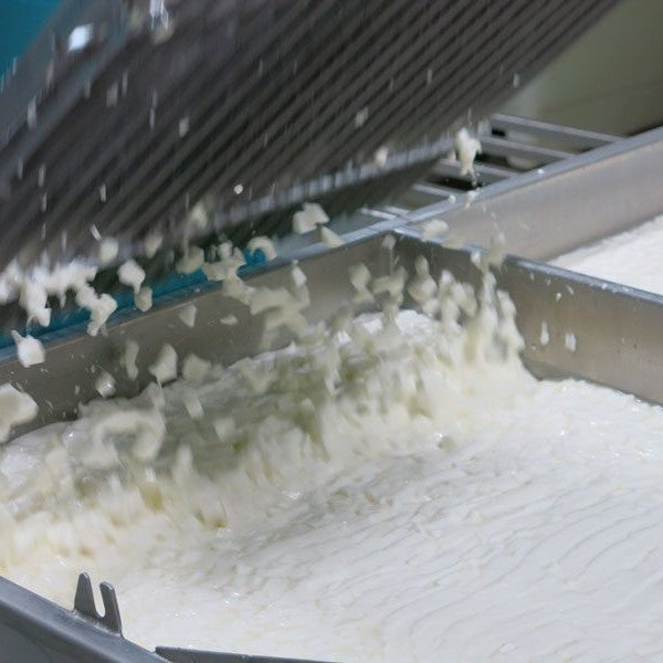 Cutting: MouCo’s state-of-the-art curd cutting—180 cheeses at once, captured as the knife glides through and curds fall cleanly through the harp.