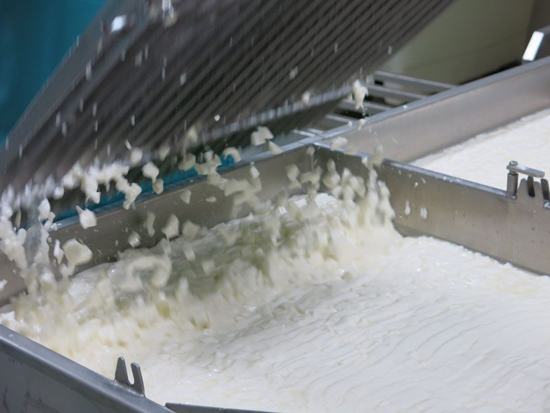 Close-up of the curd cutting process at MouCo Cheese Company.