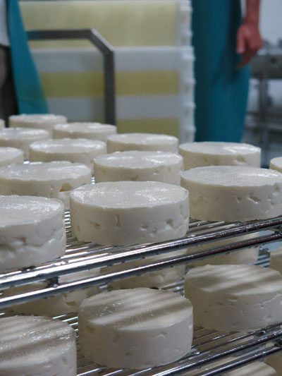 MouCo Camembert cheese on stainless steel racks after brine bath.