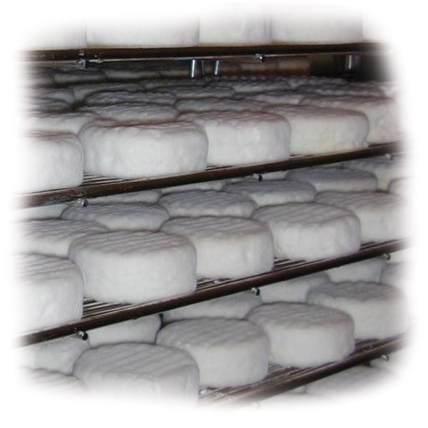 MouCo Camembert cheese on steel racks with a faded border.